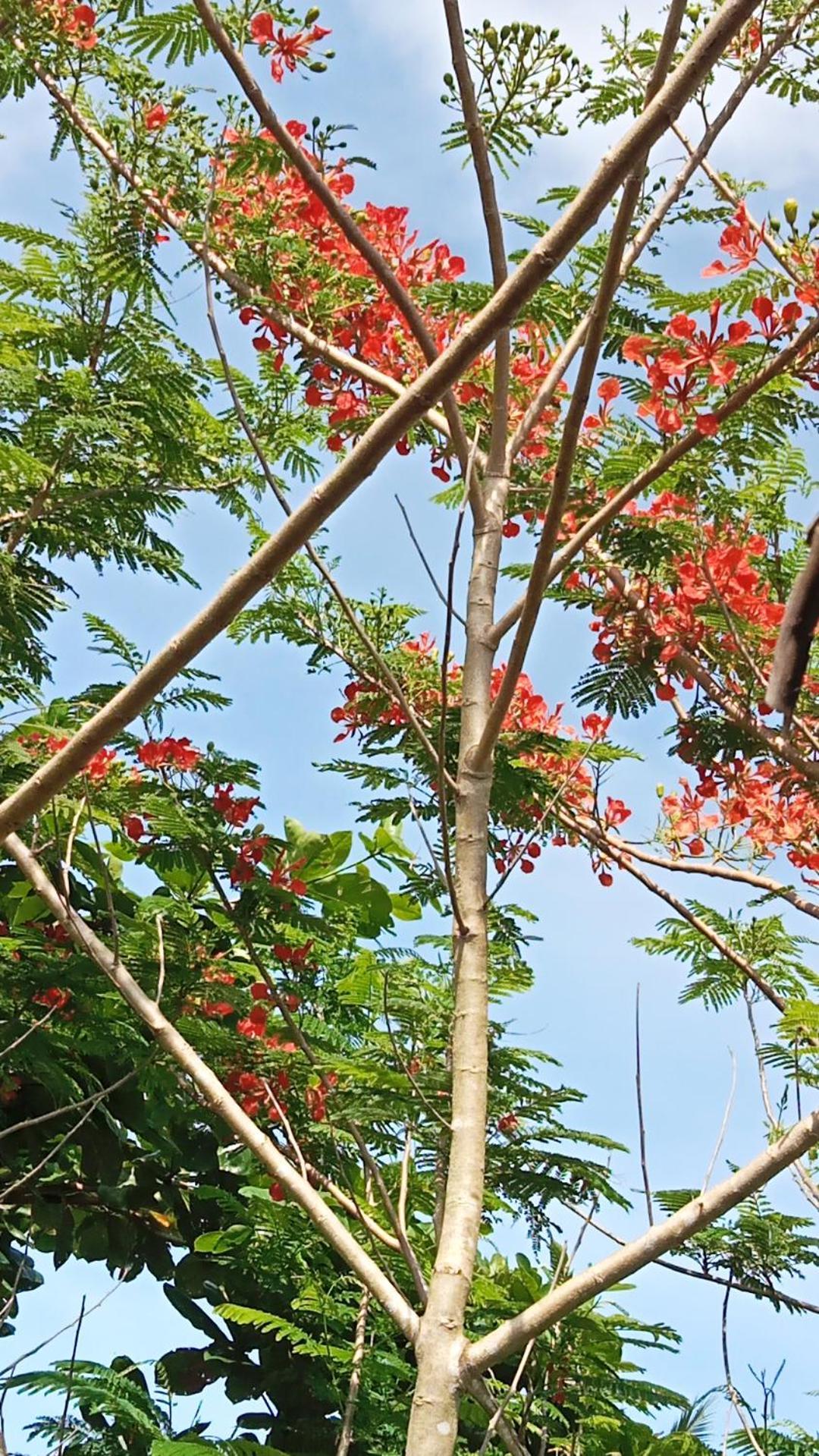 Weeroona Huts Homestay Pacifico San Isidro  Dış mekan fotoğraf